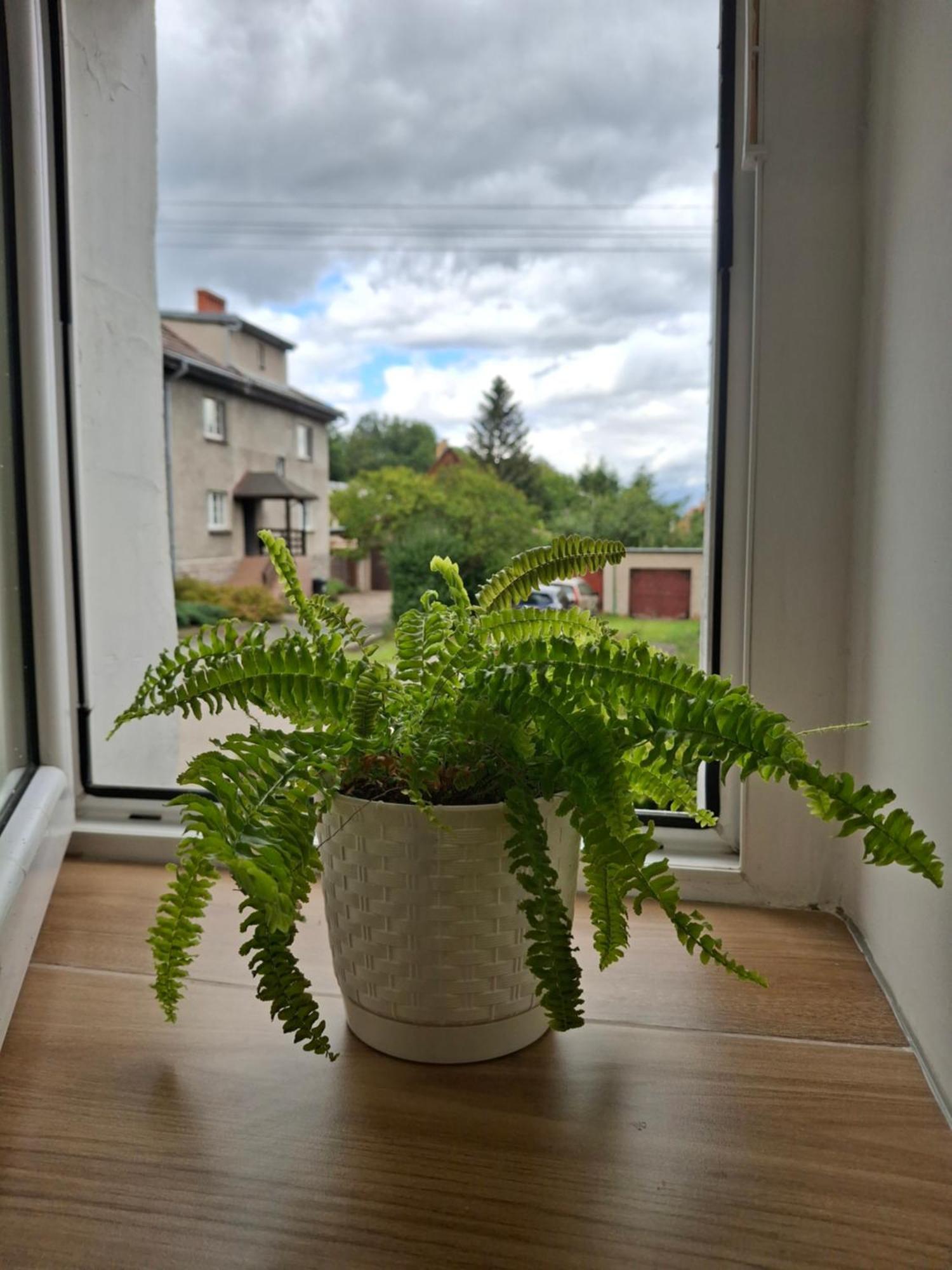 Apartment Dzika Roza *